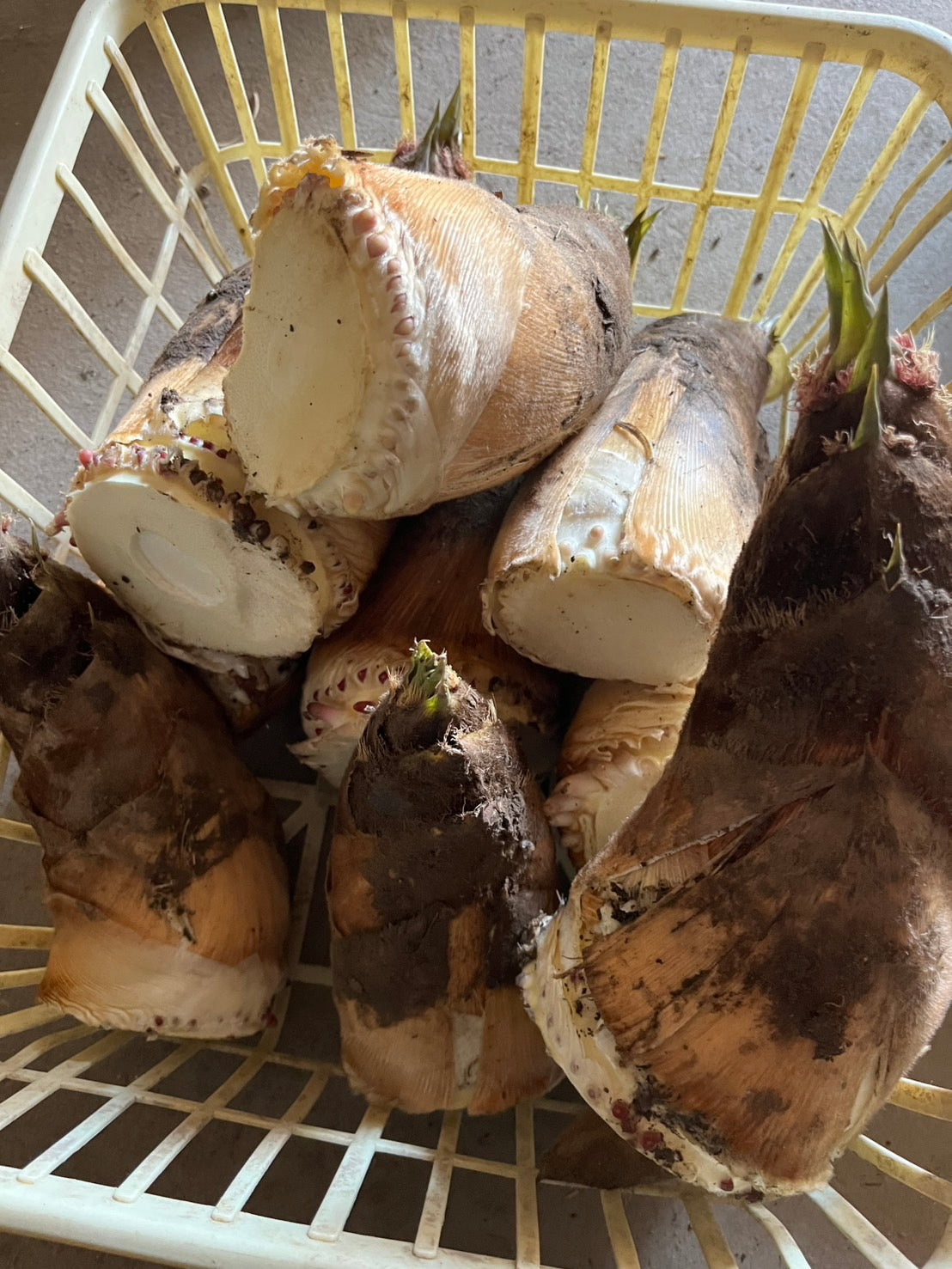 ダブルのたけのこ2kg