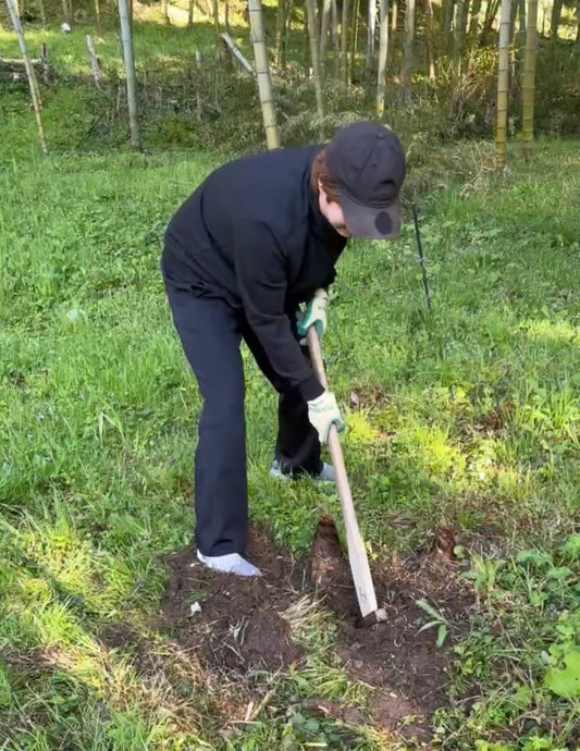 ダブルのたけのこ2kg