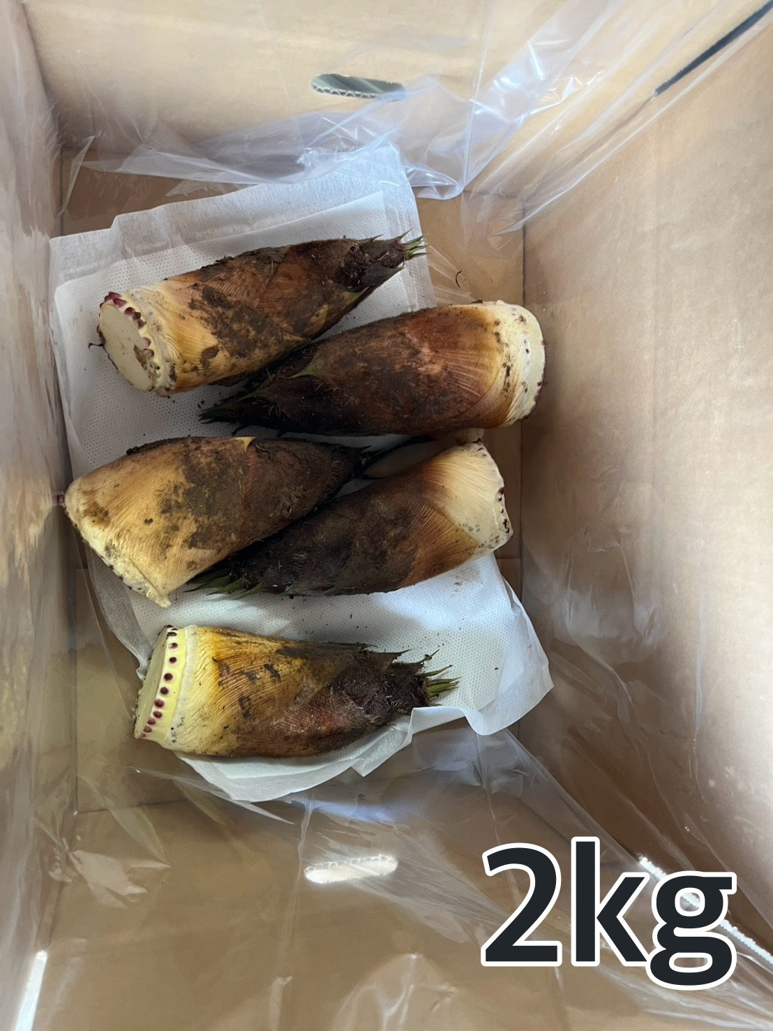 ダブルのたけのこ2kg